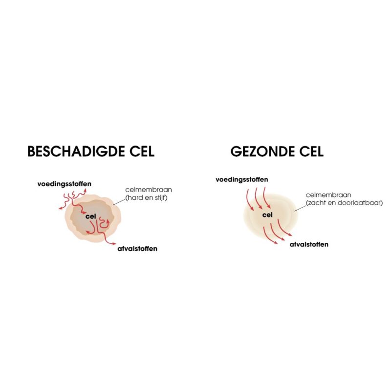 beschadigde cel gezonde cel